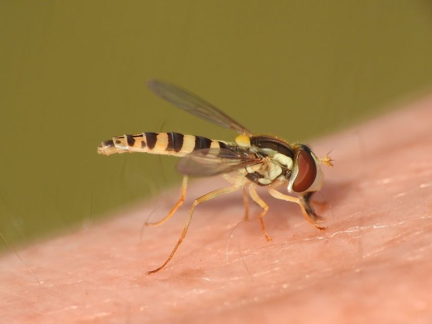 Sphaerophoria