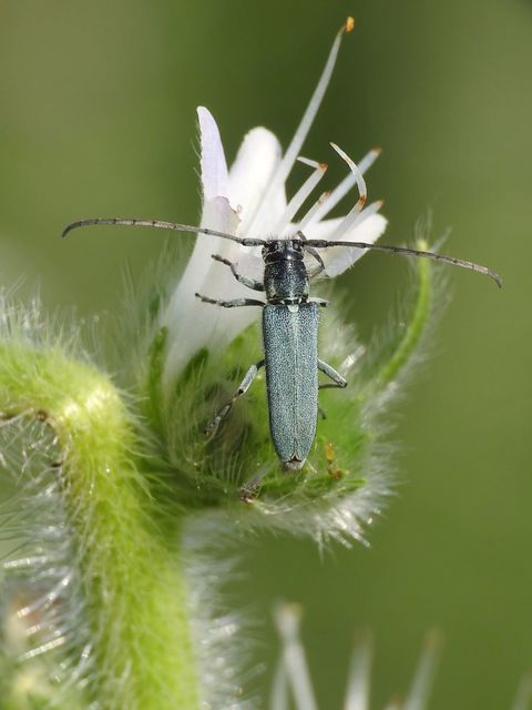 Phytoecia coerulescens - kígyósziszcincér