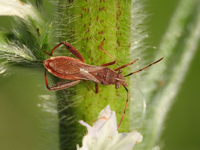 Camptopus lateralis - görbelábú karimáspoloska