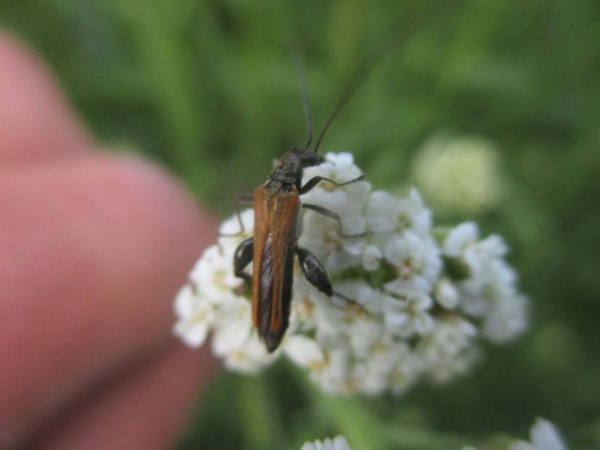 Oedemera femorata - sárgahátú álcincér