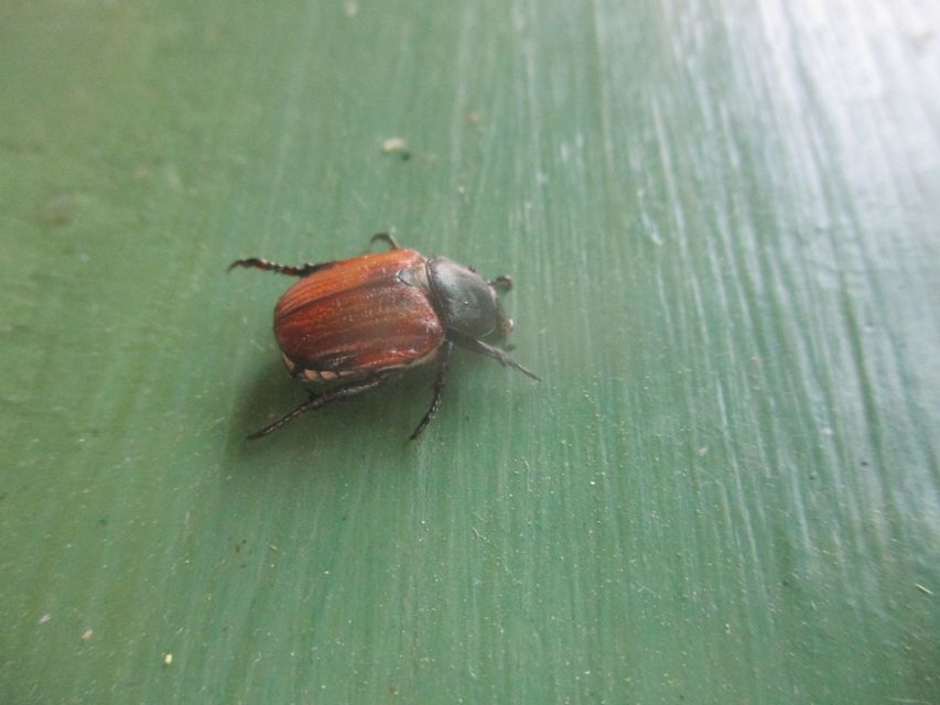 Anisoplia lata - széles szipoly Anisoplia lata - széles szipoly