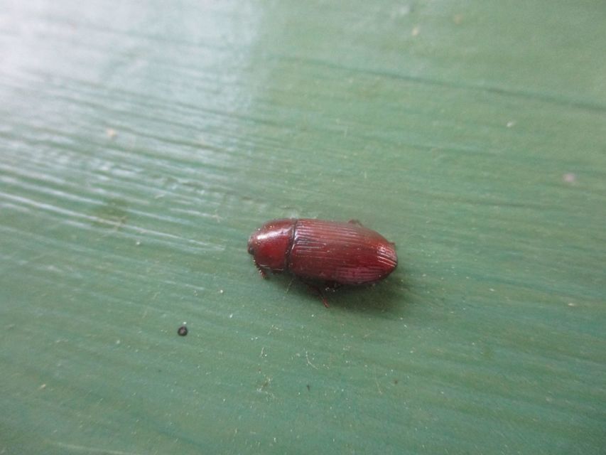 Uloma culinaris - nagy rágványbogár