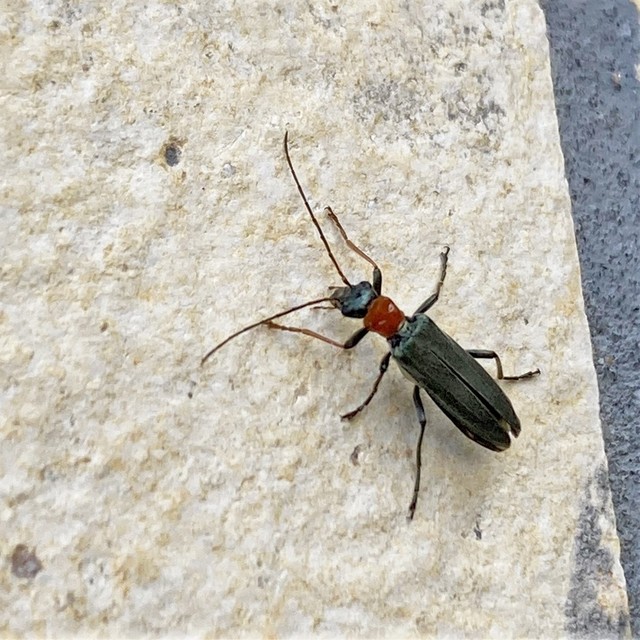 Oedemera croceicollis - pirostorú álcincér