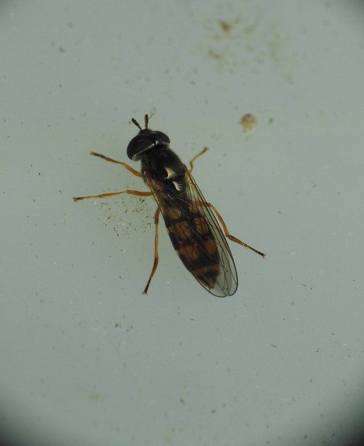 Diptera - Kétszárnyúak