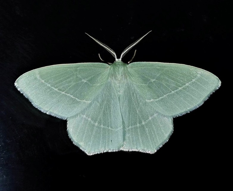 Hemistola chrysoprasaria - kékes zöldaraszoló