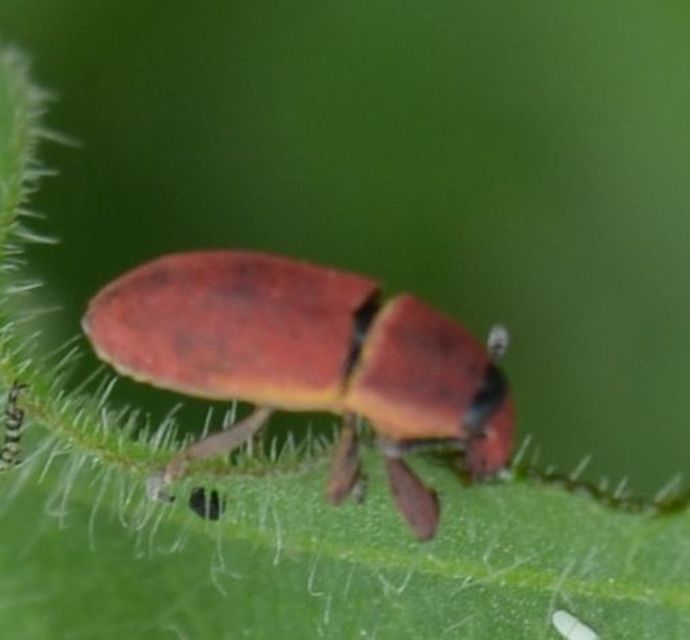 Lixus angustus - rövid dudvabarkó