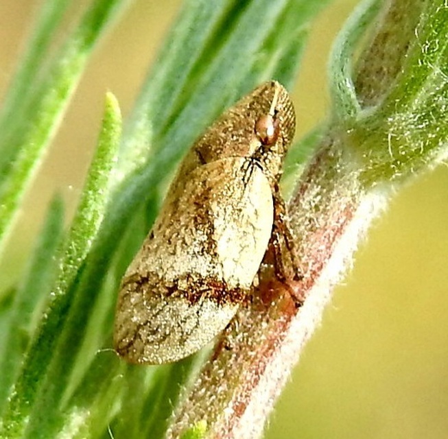 Lepyronia coleoptrata