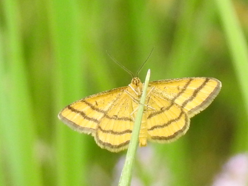 Idaea aureolaria - aranyos sávosaraszoló