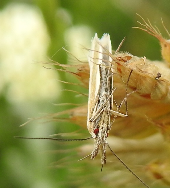Pleurota