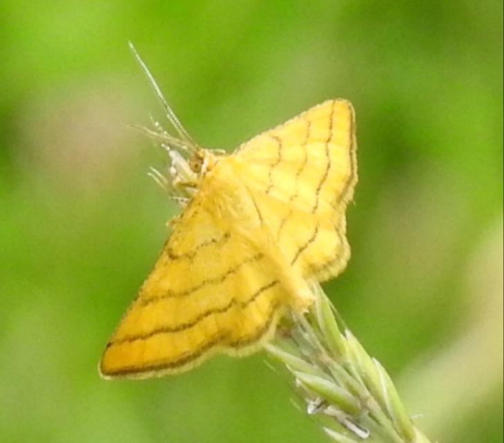 Idaea aureolaria - aranyos sávosaraszoló
