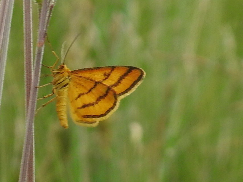 Idaea aureolaria - aranyos sávosaraszoló