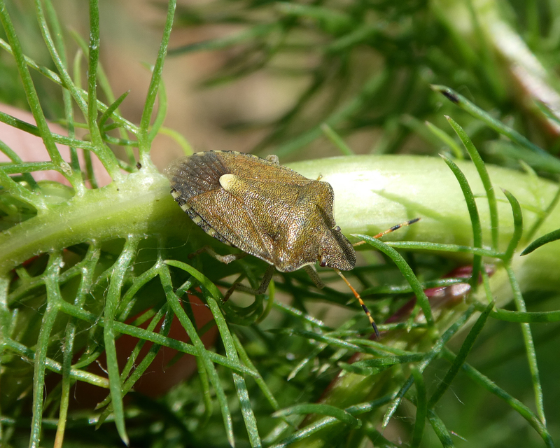 Peribalus strictus - tavaszi címerespoloska Peribalus strictus - tavaszi címerespoloska