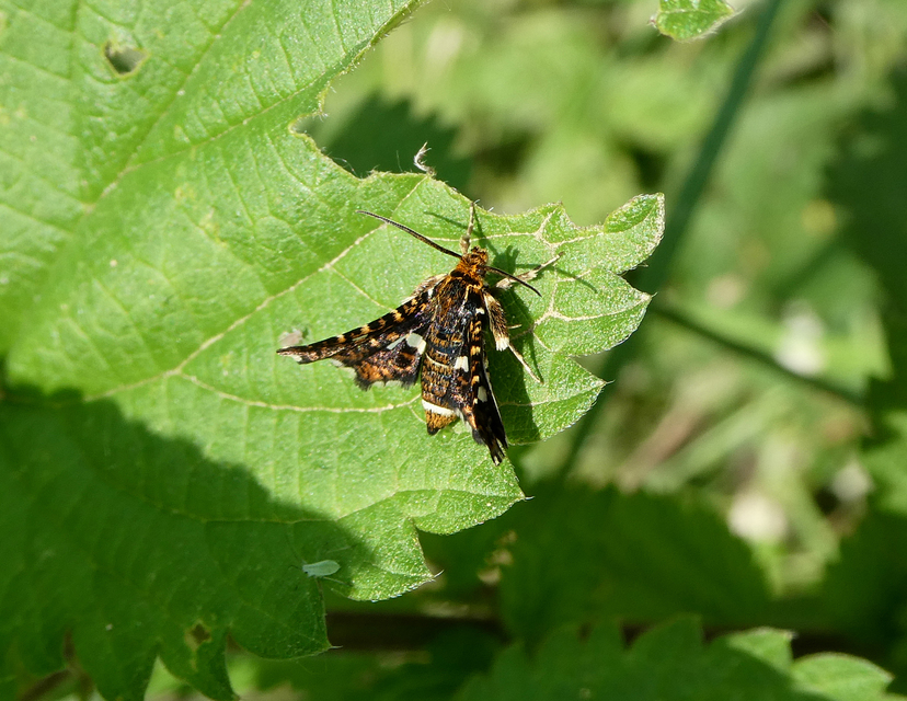 Thyris fenestrella - gyakori ablakosmoly