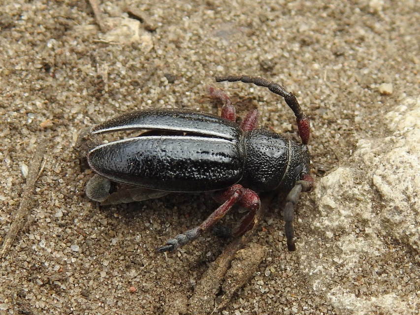 Dorcadion pedestre - kétsávos gyalogcincér