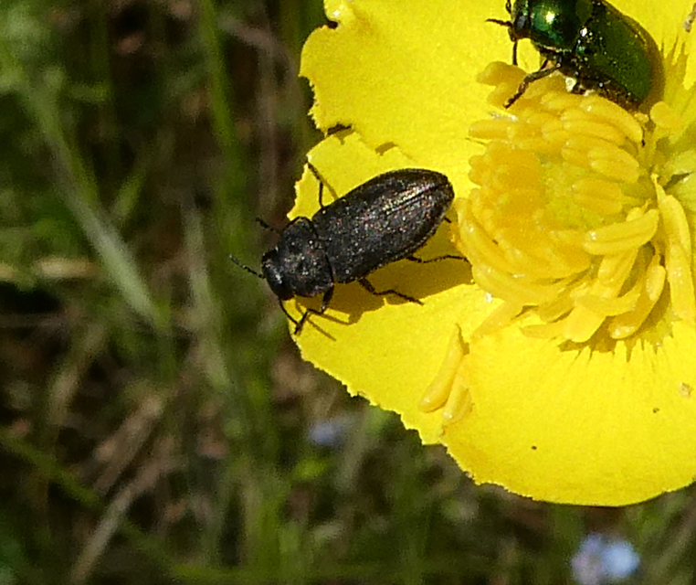 Anthaxia quadripunctata - fekete virágdíszbogár Anthaxia quadripunctata - fekete virágdíszbogár