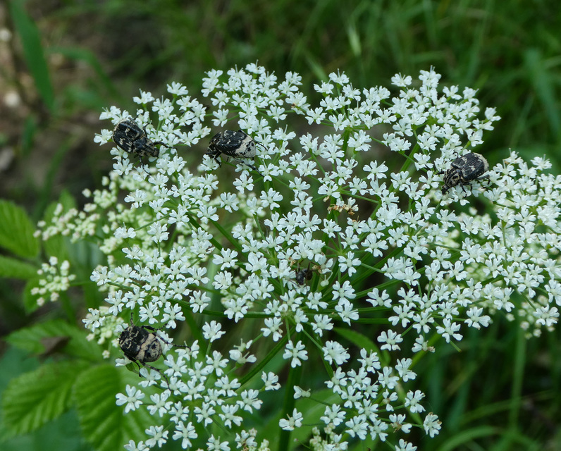 Valgus hemipterus - suta virágbogár