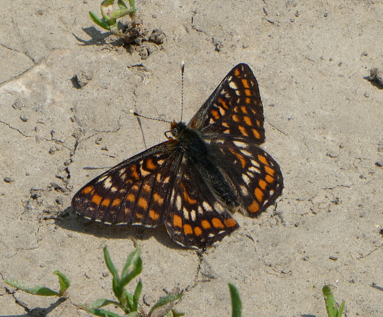 Euphydryas maturna - díszes tarkalepke
