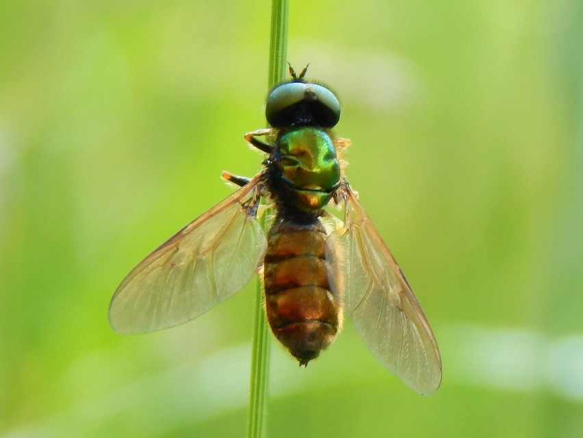 Chloromyia
