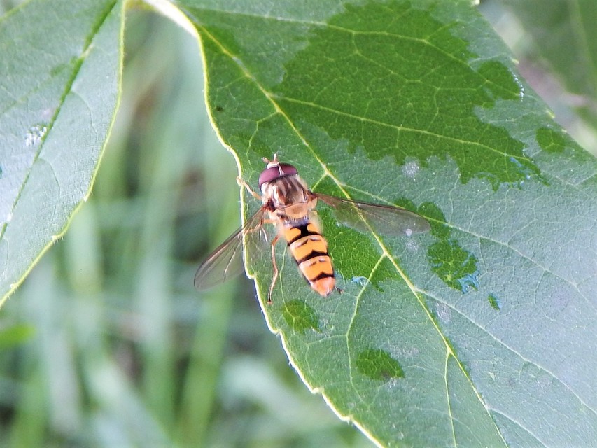 Episyrphus balteatus - ékfoltos zengőlégy