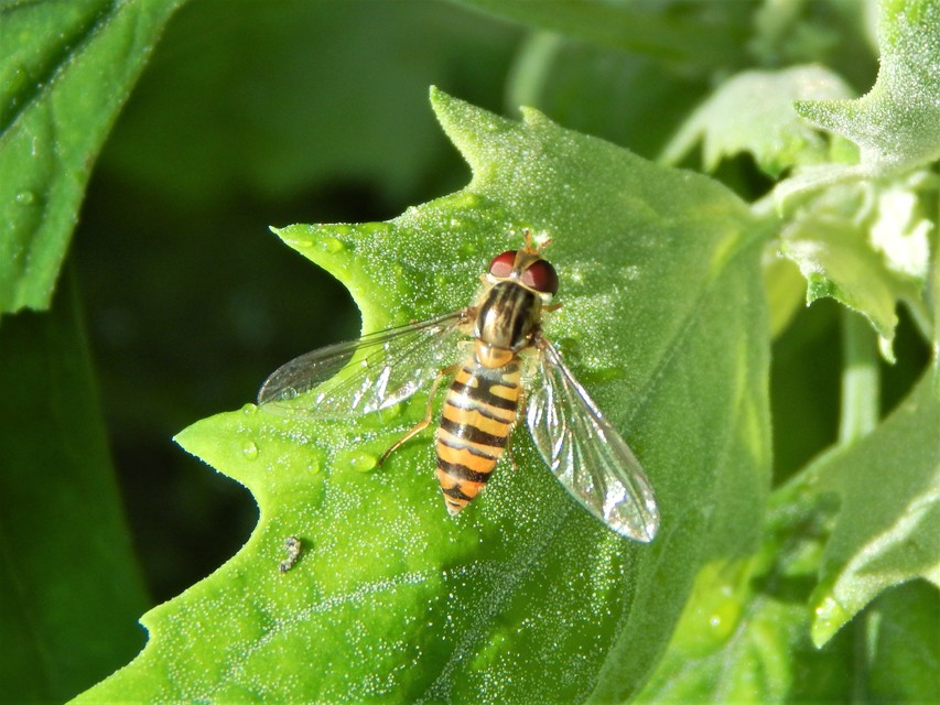 Episyrphus balteatus - ékfoltos zengőlégy
