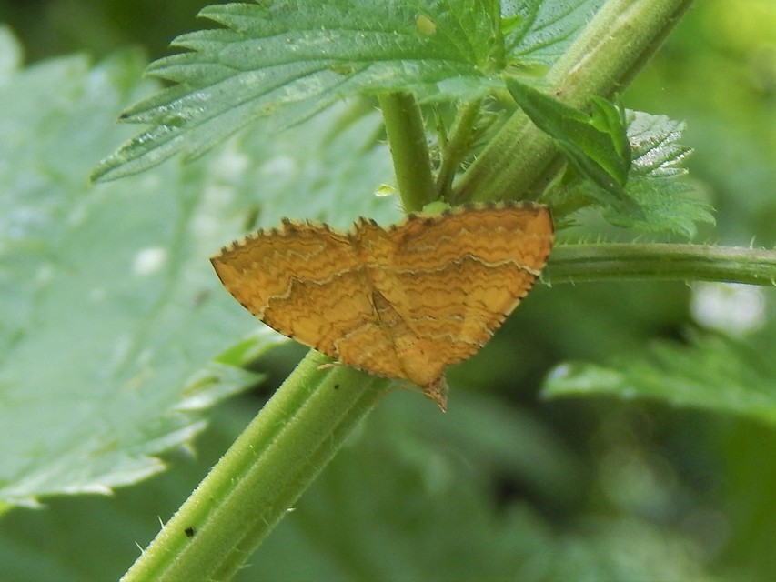 Camptogramma bilineata - kétvonalas sávosaraszoló