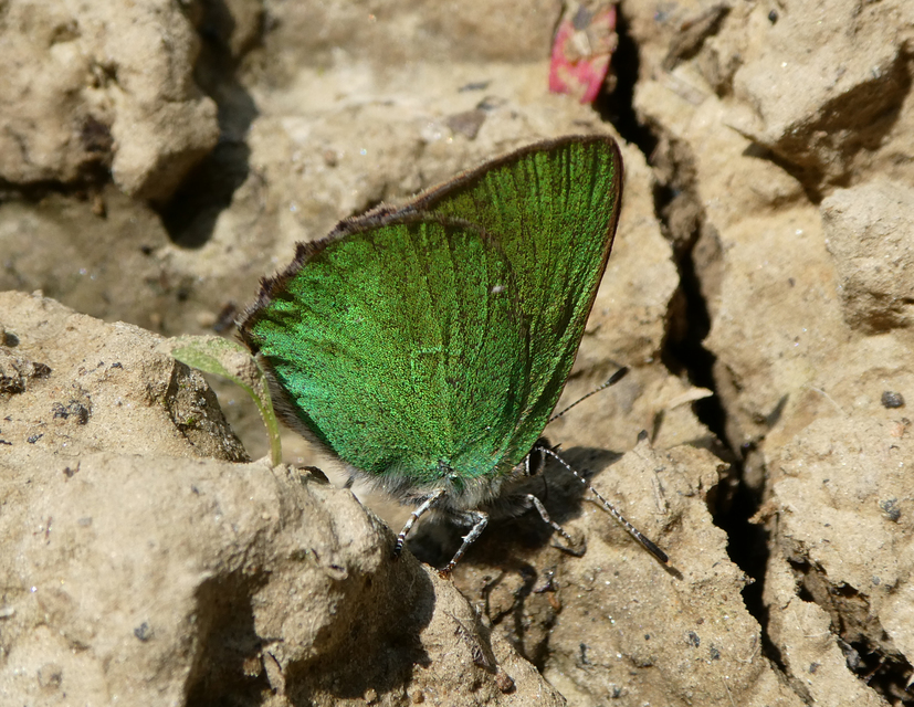 Callophrys rubi - zöldfonákú lepke