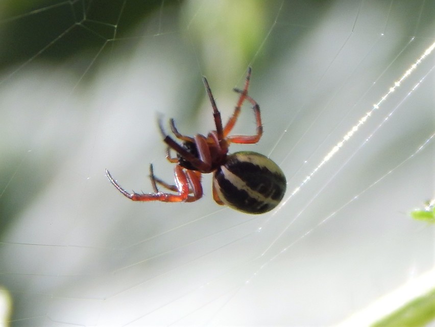 Araneae - Pókok