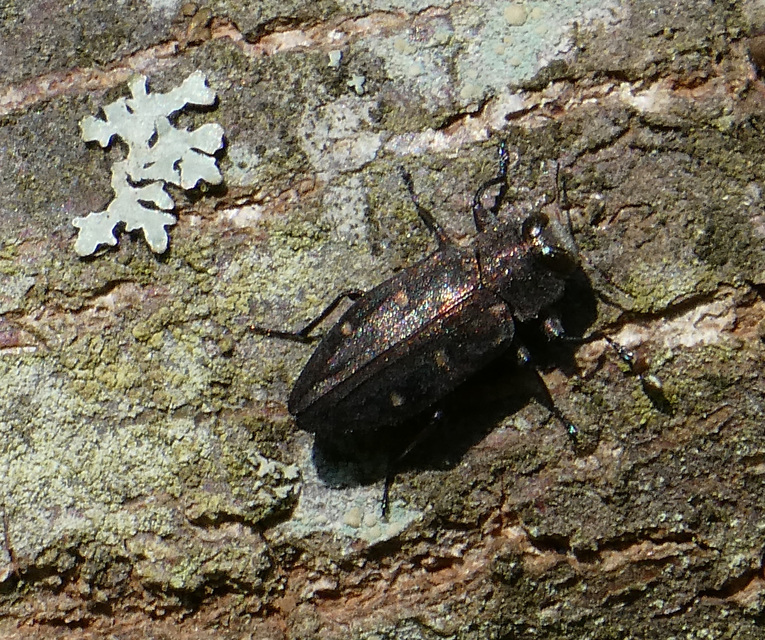 Chrysobothris affinis - aranypettyes díszbogár