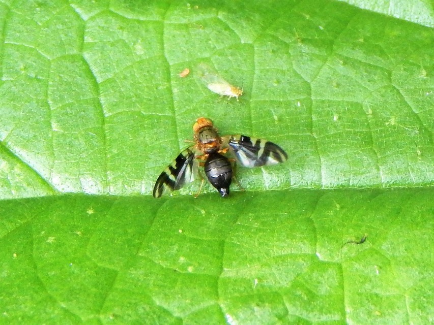 Diptera - Kétszárnyúak