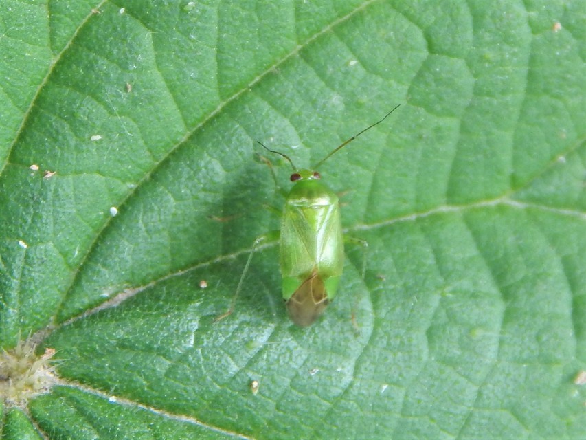 Miridae - mezeipoloskák