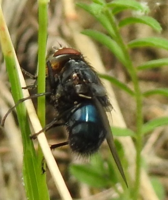 Calliphoridae - dongólegyek