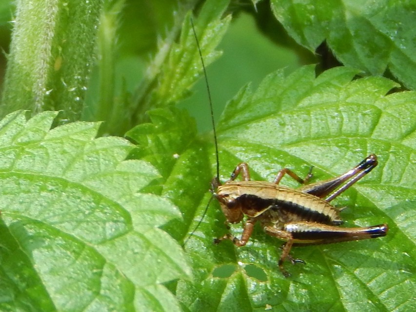 Pholidoptera griseoaptera - szürke avarszöcske
