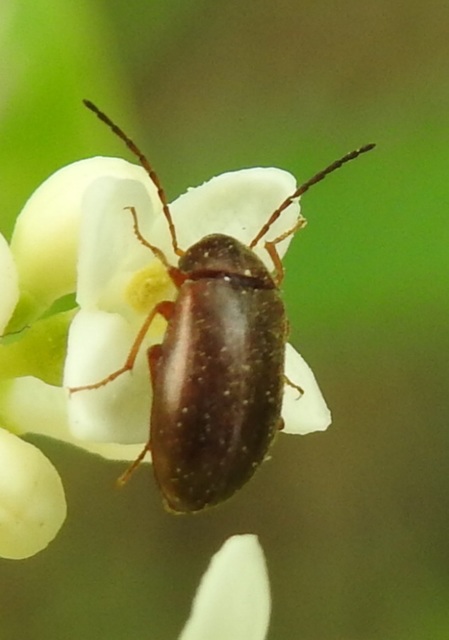 Hymenalia rufipes - rőtlábú alkonybogár