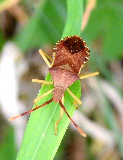 Gonocerus acuteangulatus - aranypetés karimáspoloska