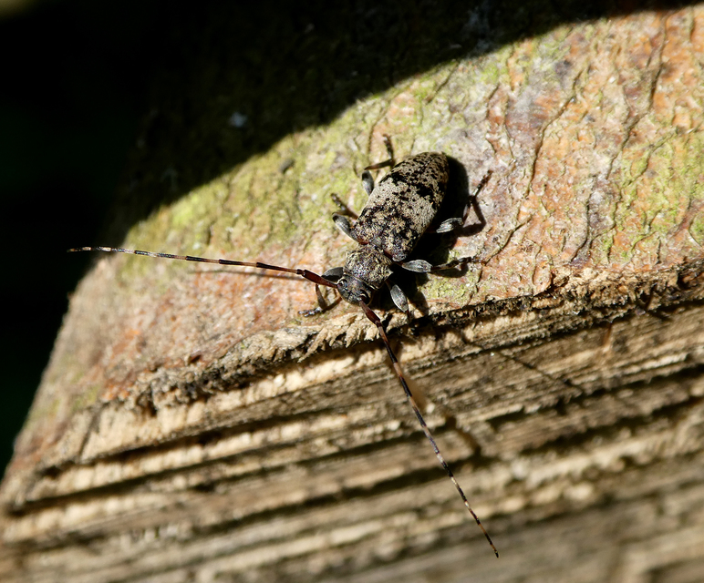 Leiopus nebulosus - öves gesztcincér