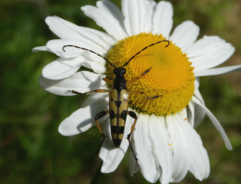 Rutpela maculata - tarkacsápú karcsúcincér