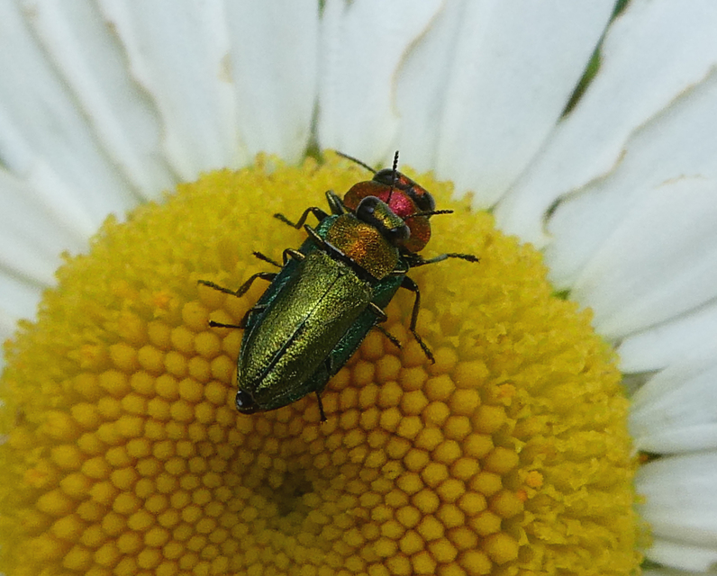 Anthaxia nitidula - ragyogó virágdíszbogár
