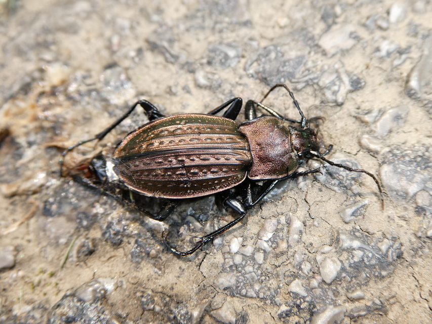 Carabus ulrichii - rezes futrinka Carabus ulrichii - rezes futrinka