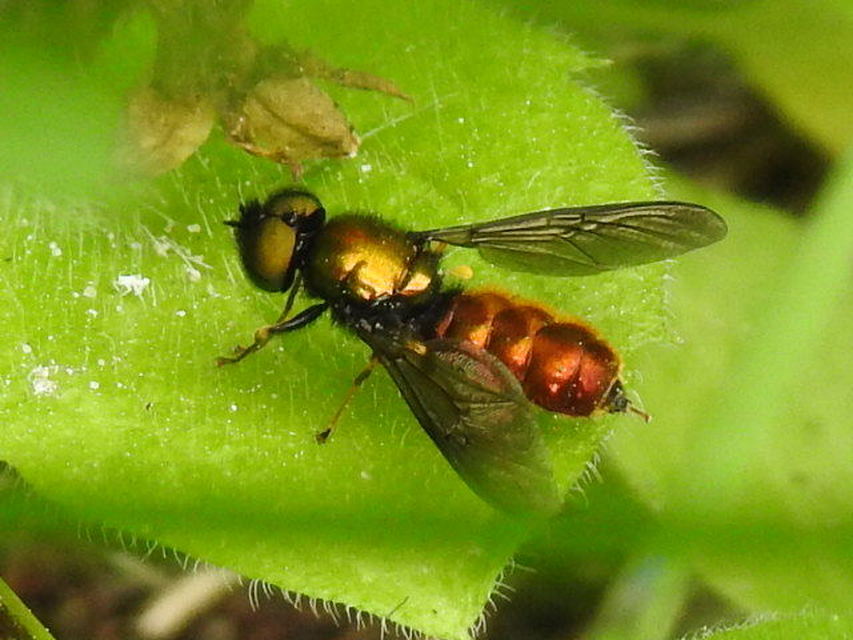 Chloromyia speciosa