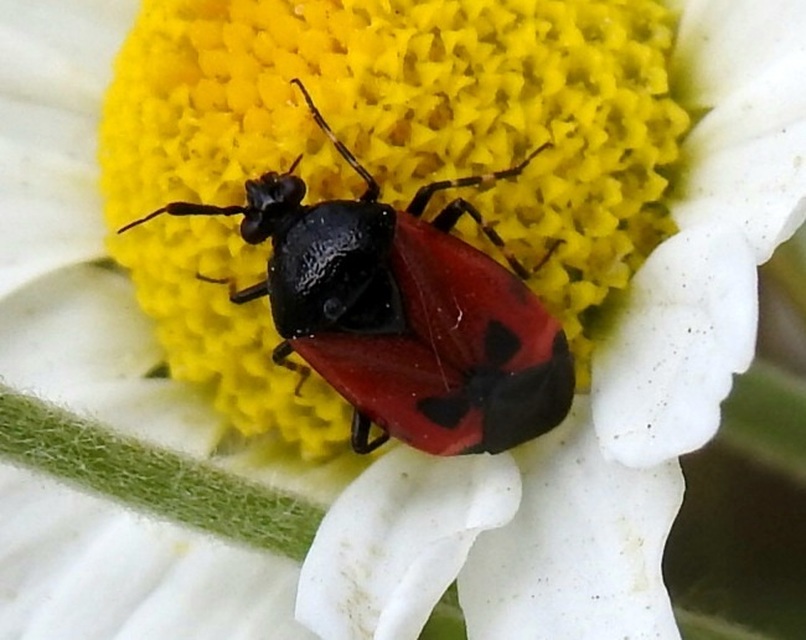 Deraeocoris rutilus - cinóber mezeipoloska