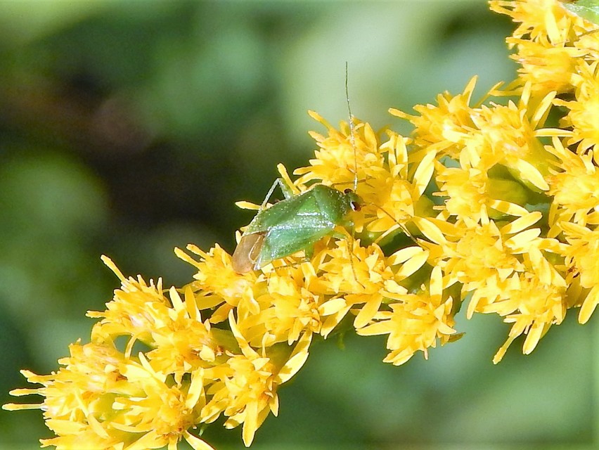 Miridae - mezeipoloskák