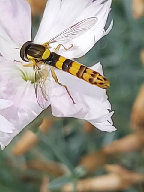 Sphaerophoria