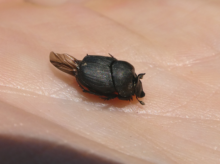 Onthophagus verticicornis - fekete trágyatúró