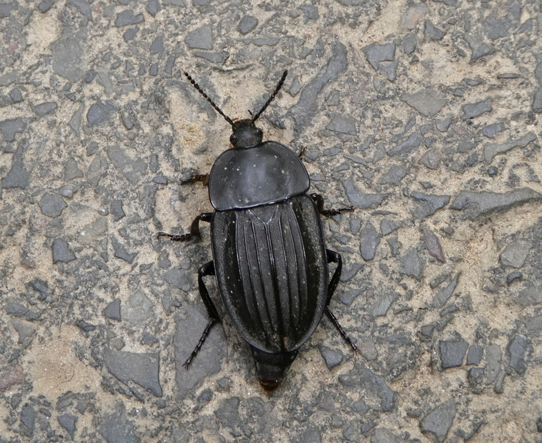 Silpha carinata - karimás dögbogár