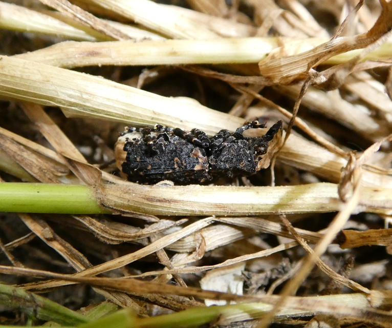 Platyrhinus resinosus - nagy orrosbogár