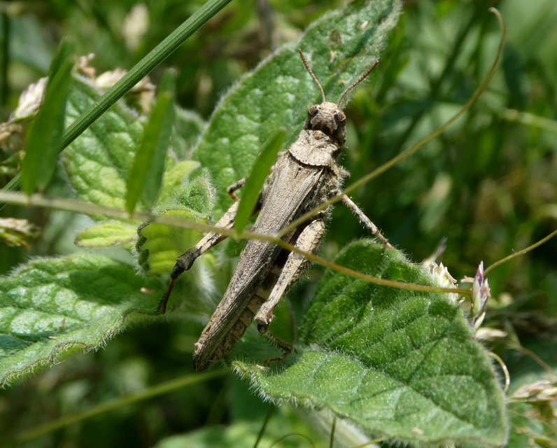Acrotylus insubricus - önbeásósáska