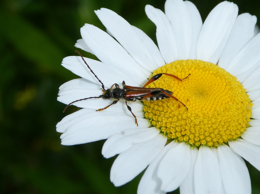 Stenopterus rufus - tarkacsápú keskenyfedőscincér