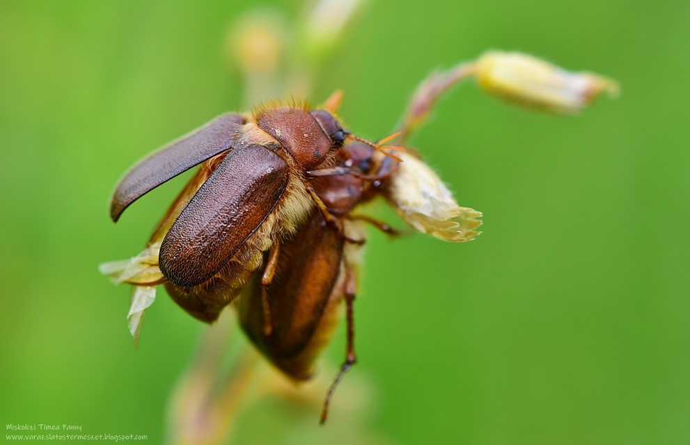 Holochelus vernus - tavaszi cserebogár