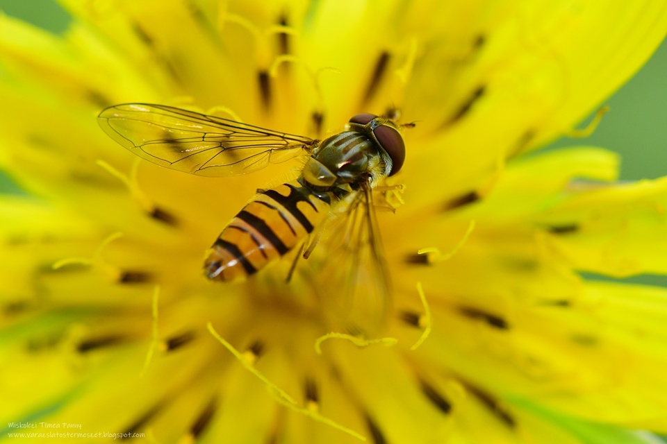 Episyrphus balteatus - ékfoltos zengőlégy