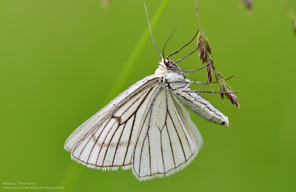 Siona lineata - vonalas fehéraraszoló